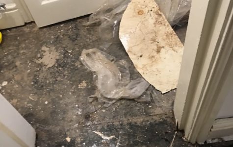 UNADJUSTEDNONRAW_thumb_27c1